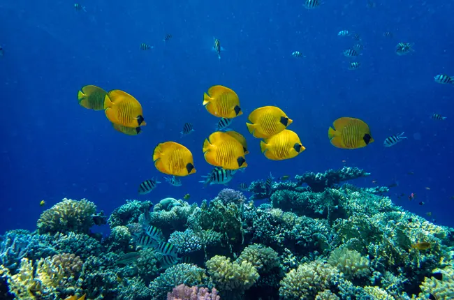 SSI Advanced Open Water Diver